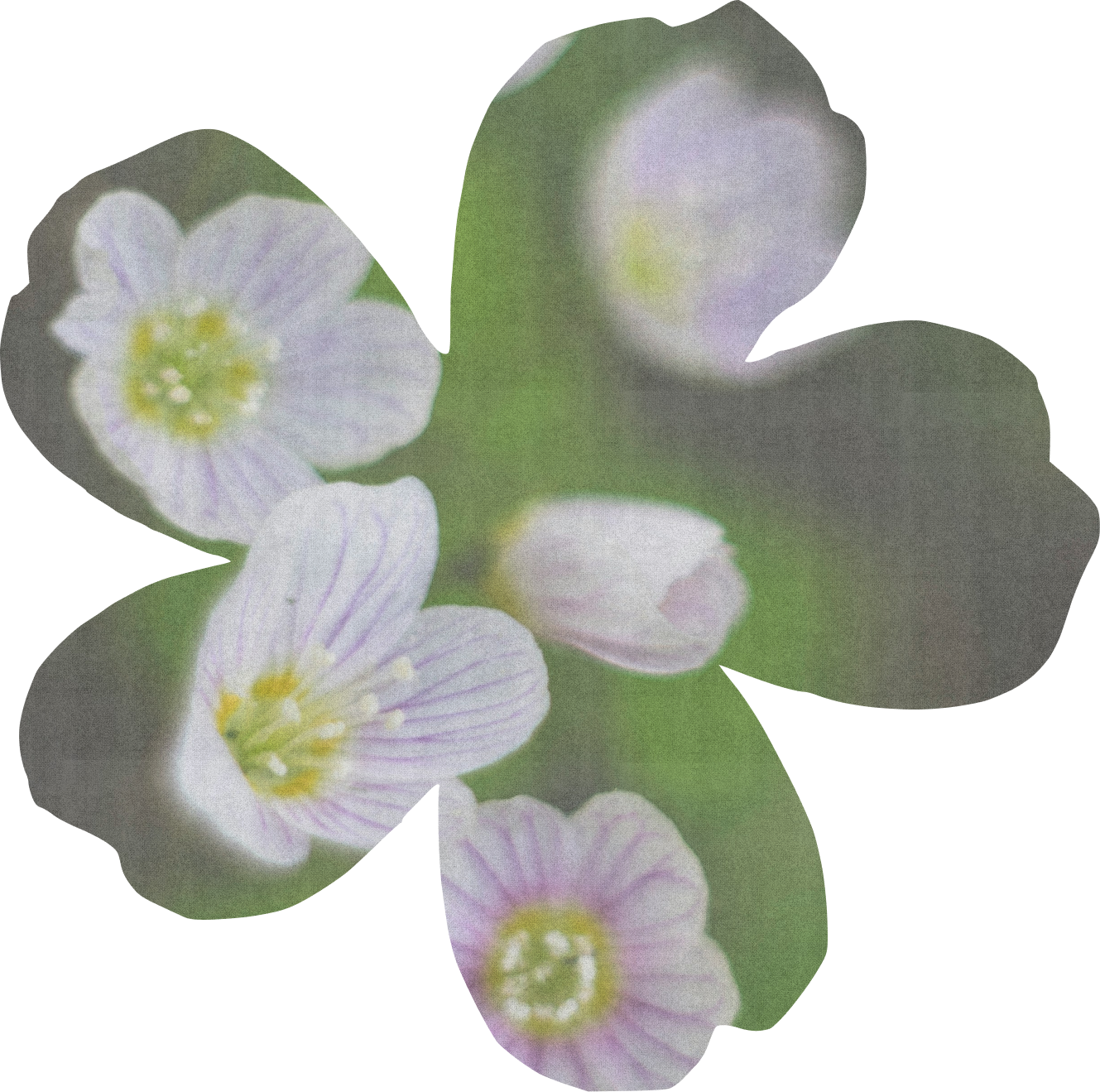 Wood sorrel