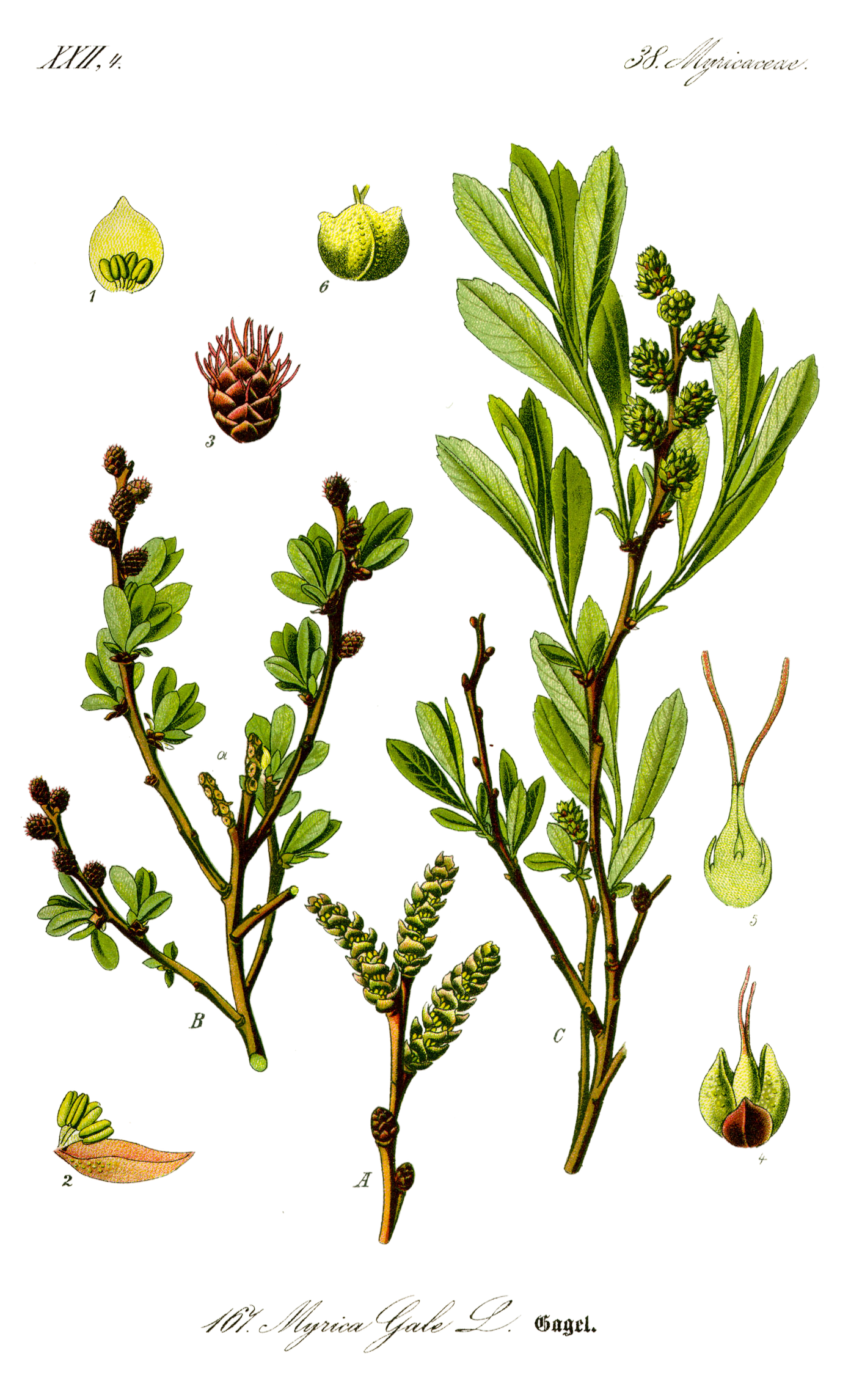 A scientic drawing of myrica gale