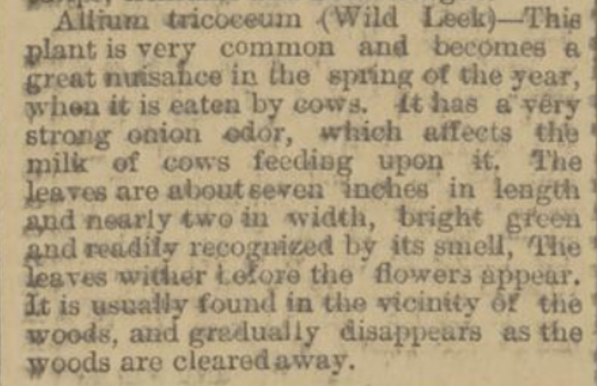 A news article from 1874 about clearing ramps so cows can graze