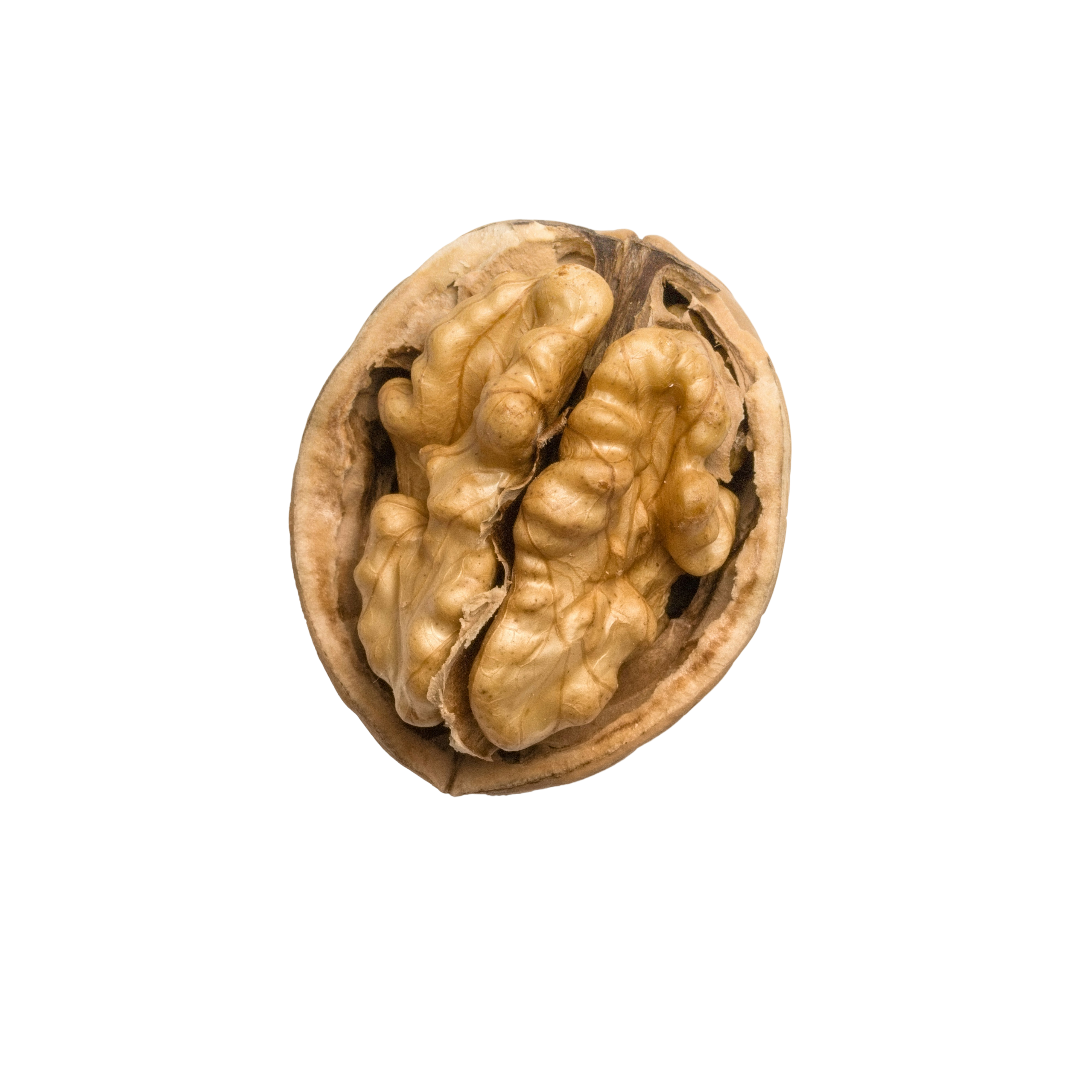 Walnut