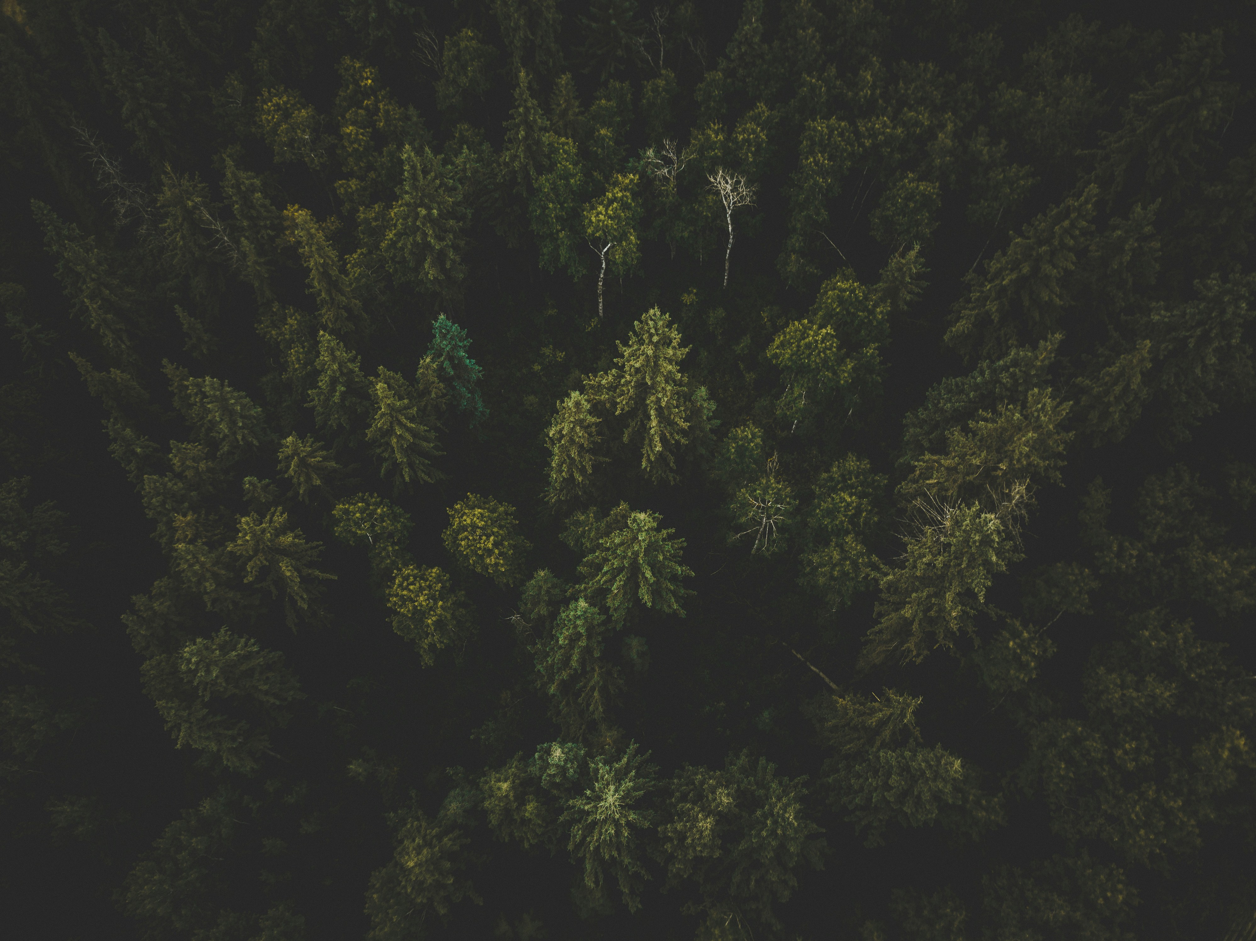 A boreal forest
