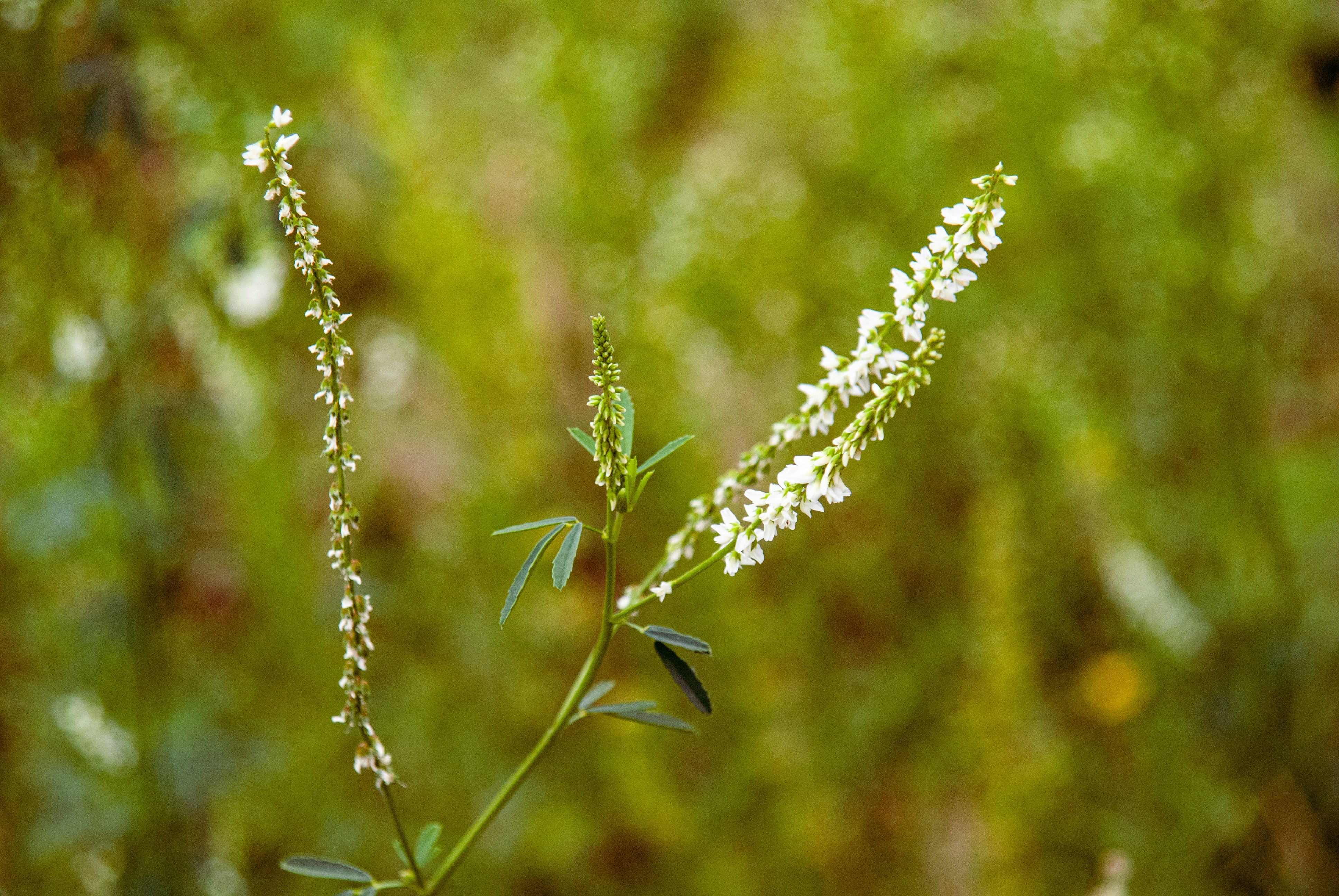 A photo of melilot, white clover