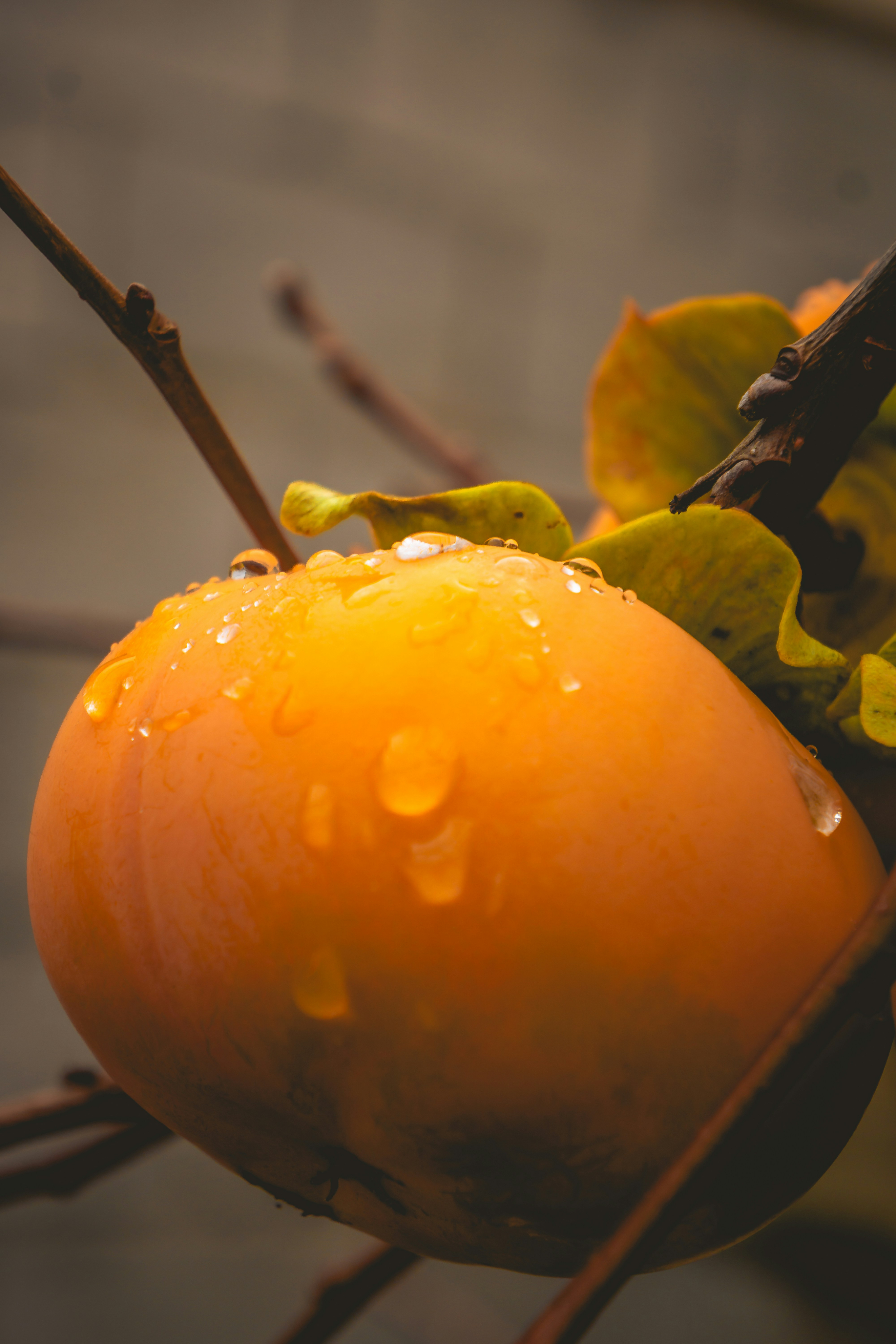Persimmon