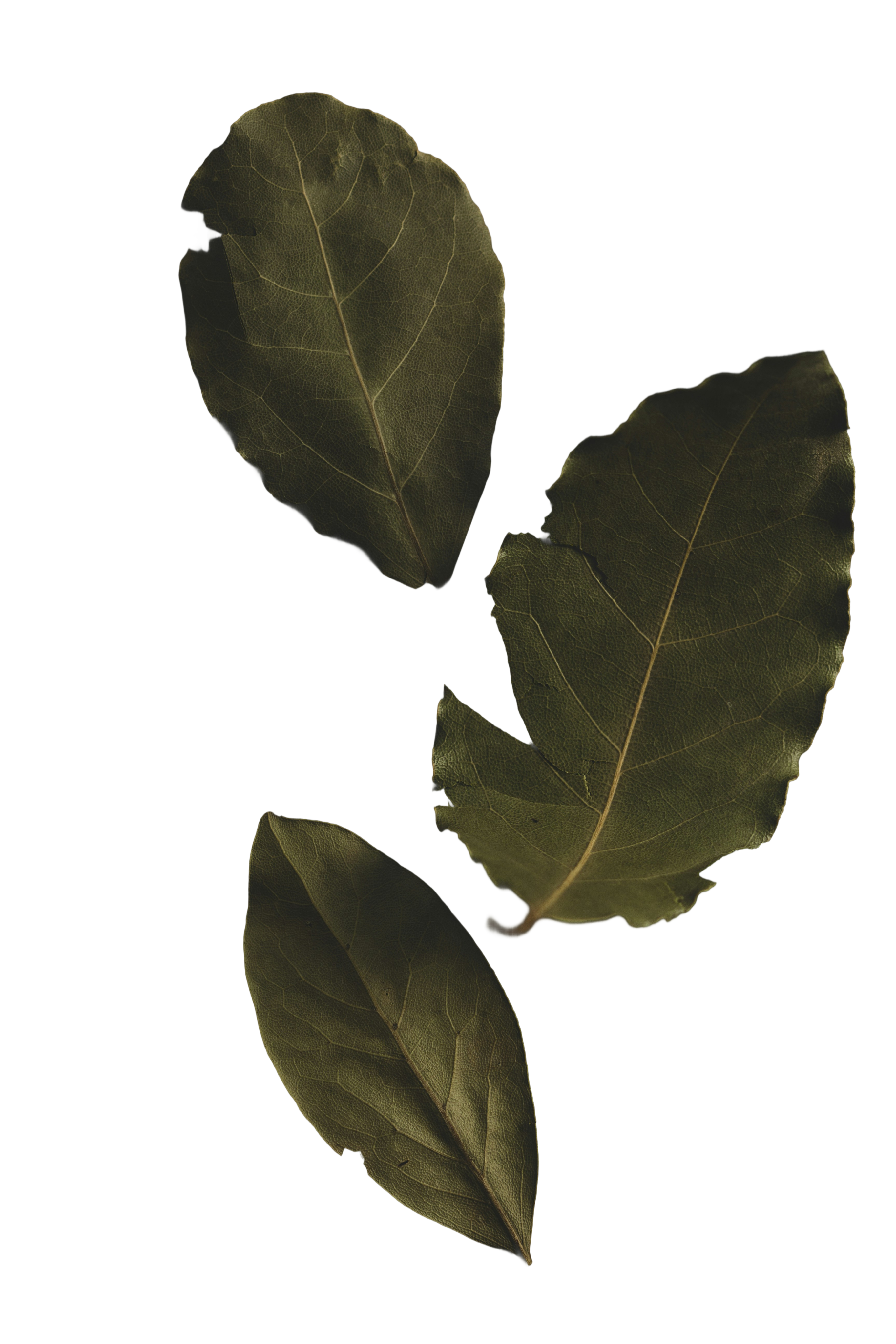 Bay Leaves